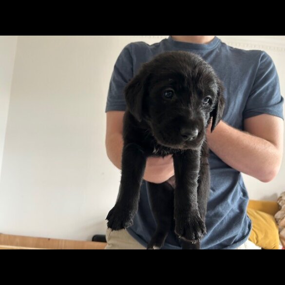 Labrador Retriever - Both
