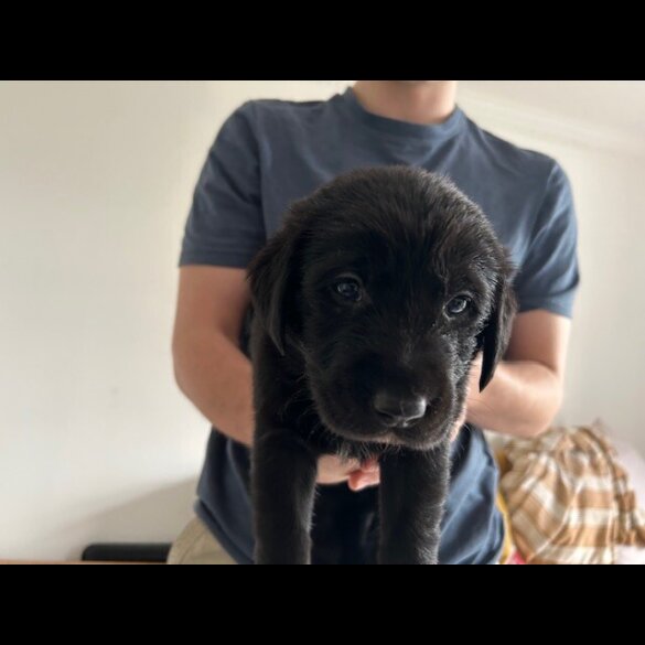 Labrador Retriever - Both