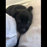 Labrador Retriever - Both