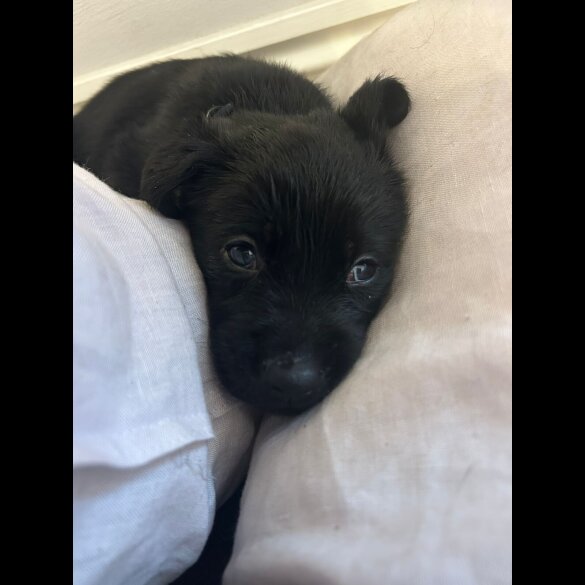 Labrador Retriever - Both