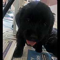 Labrador Retriever - Both