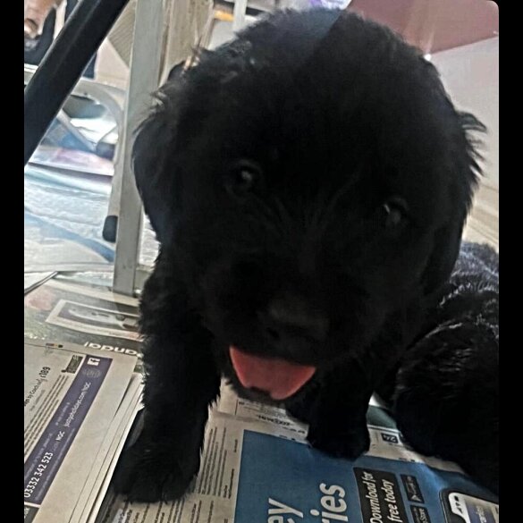 Labrador Retriever - Both