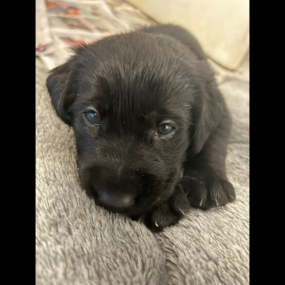 Labrador Retriever - Both