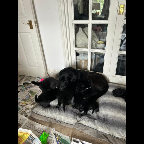 Labrador Retriever - Both