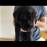 Labrador Retriever - Both