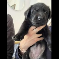 Labrador Retriever - Both