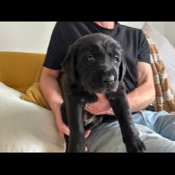 Labrador Retriever - Both