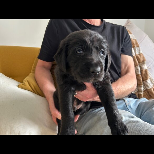 Labrador Retriever - Both