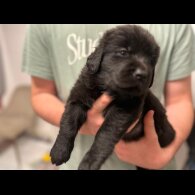 Labrador Retriever - Both
