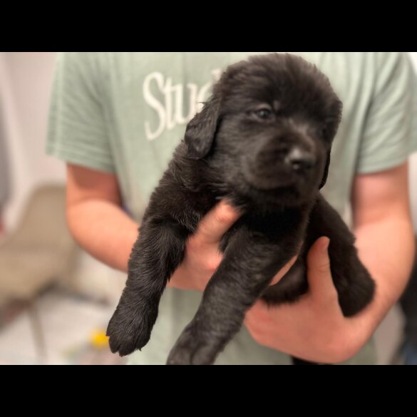 Labrador Retriever - Both