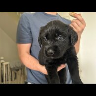 Labrador Retriever - Both
