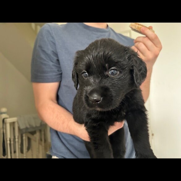 Labrador Retriever - Both