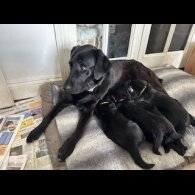 Labrador Retriever - Both