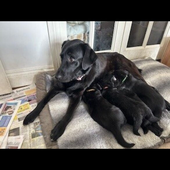 Labrador Retriever - Both