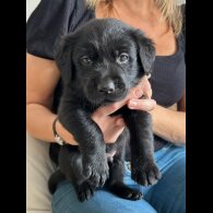 Labrador Retriever - Both