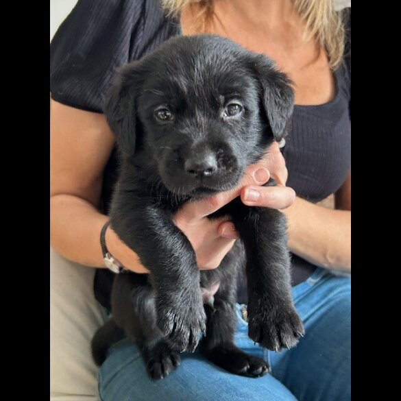 Labrador Retriever - Both