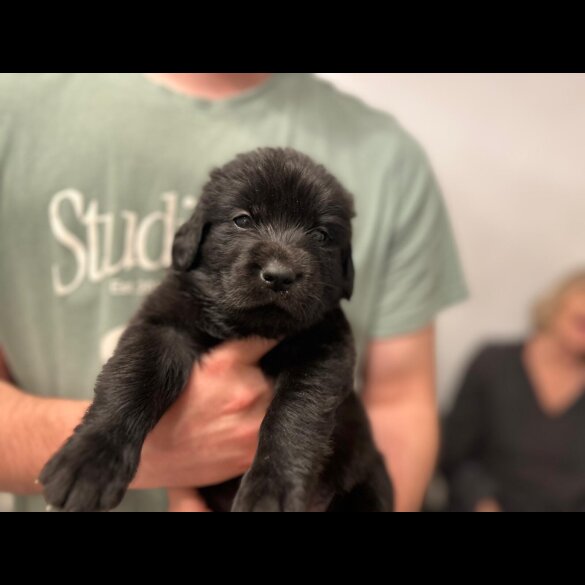 Labrador Retriever - Both