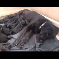 Labrador Retriever - Both
