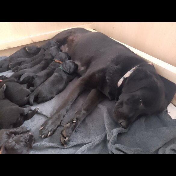 Labrador Retriever - Both
