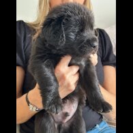 Labrador Retriever - Both