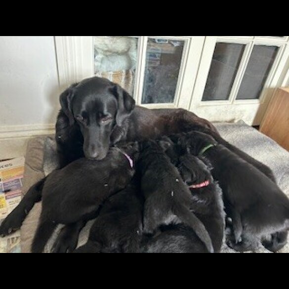Labrador Retriever - Both