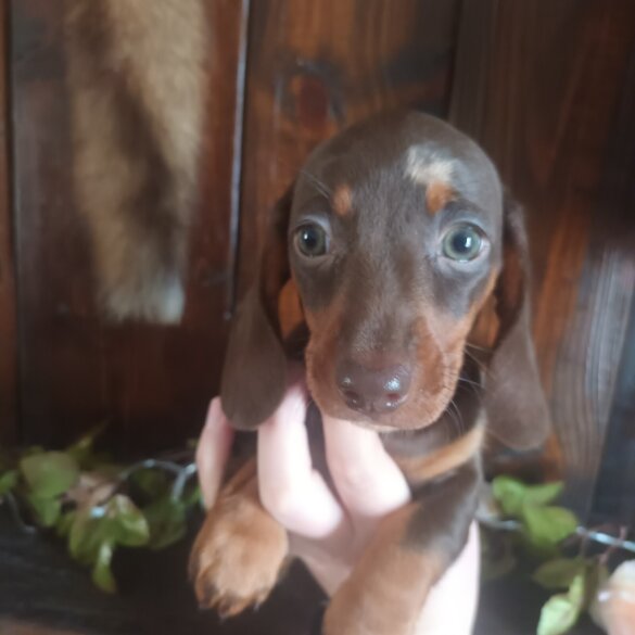 Dachshund (Standard &amp; Miniature) - Both