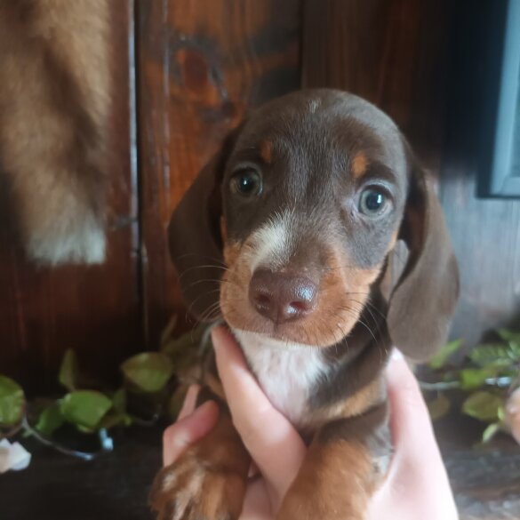 Dachshund (Standard &amp; Miniature) - Both
