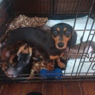 Dachshund (Standard &amp; Miniature) - Both