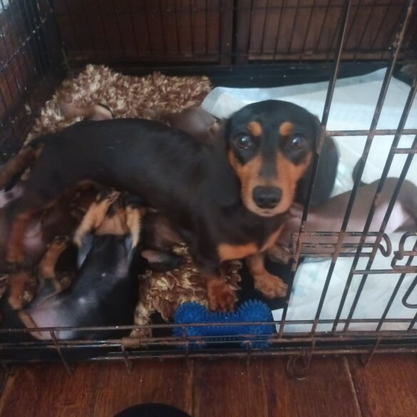 Dachshund (Standard &amp; Miniature) - Both