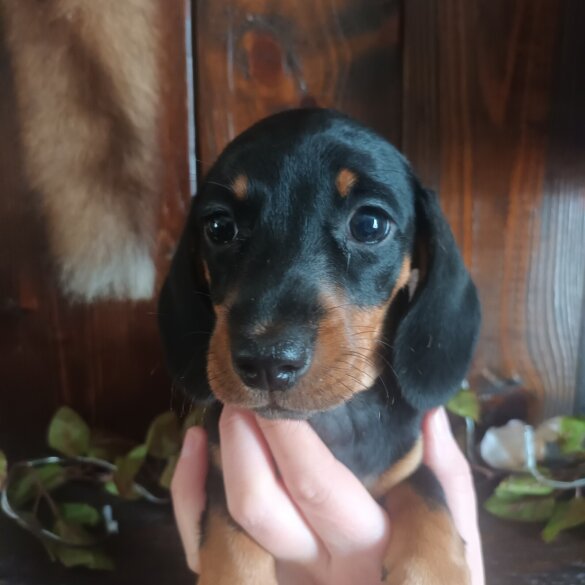 Dachshund (Standard &amp; Miniature) - Both