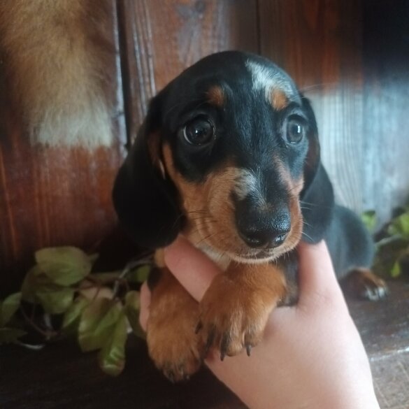 Dachshund (Standard &amp; Miniature) - Both