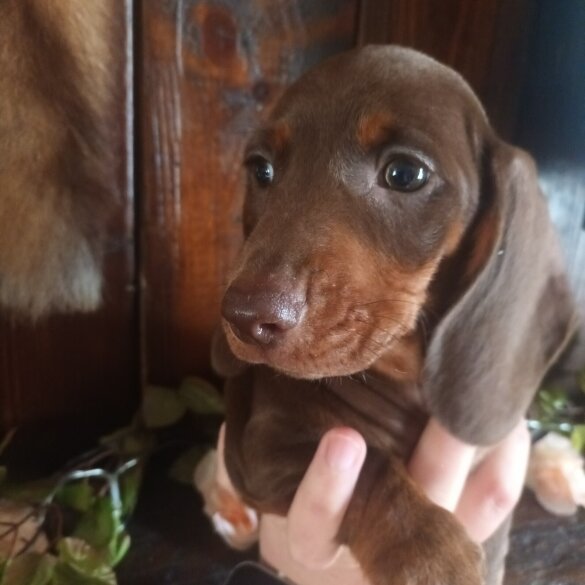Dachshund (Standard &amp; Miniature) - Both