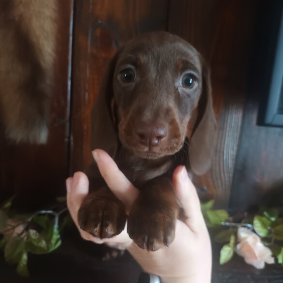 Dachshund (Standard &amp; Miniature) - Both