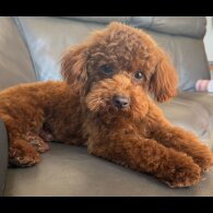 Maltipoo - Both