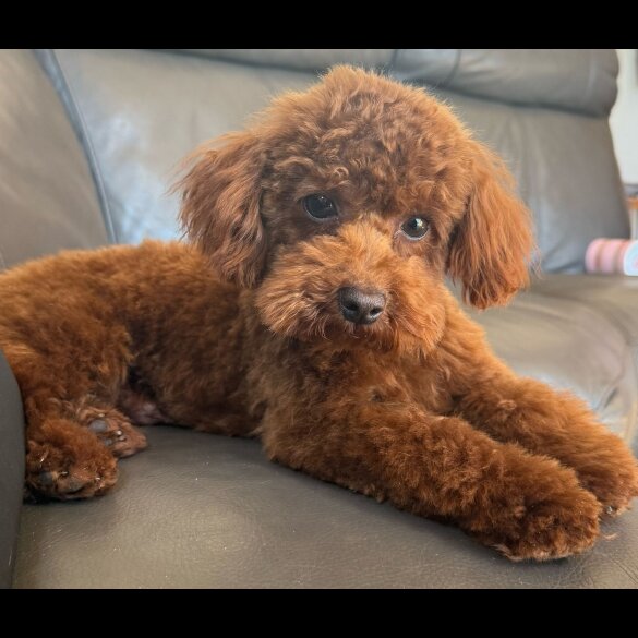 Maltipoo - Both