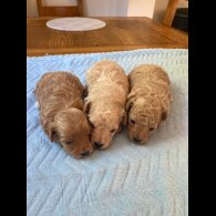Maltipoo - Both