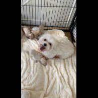Maltipoo - Both