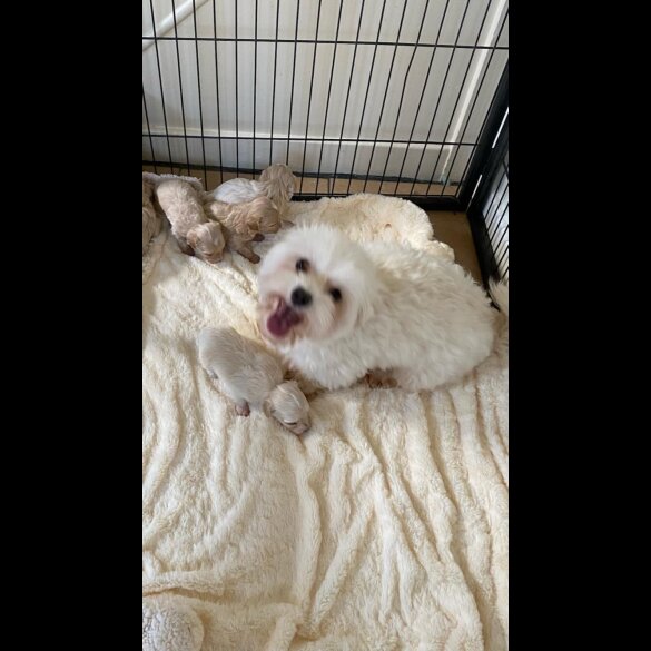 Maltipoo - Both