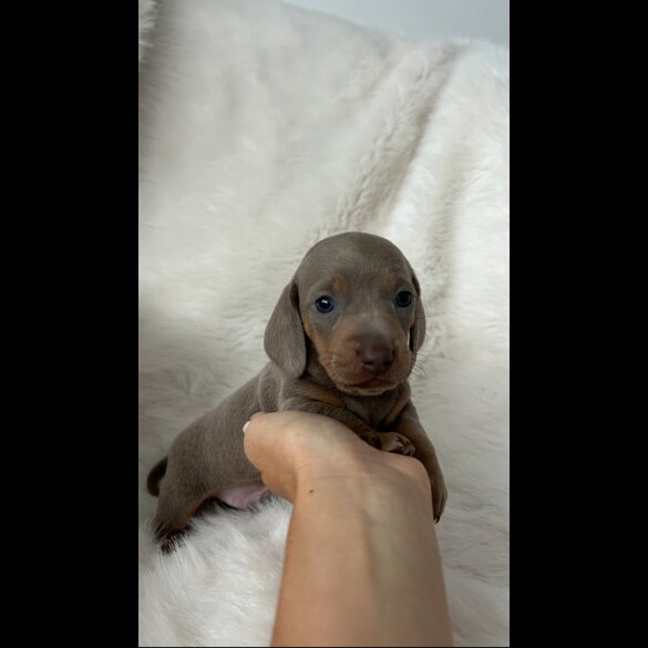 Dachshund (Standard &amp; Miniature) - Both