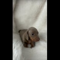 Dachshund (Standard &amp; Miniature) - Both