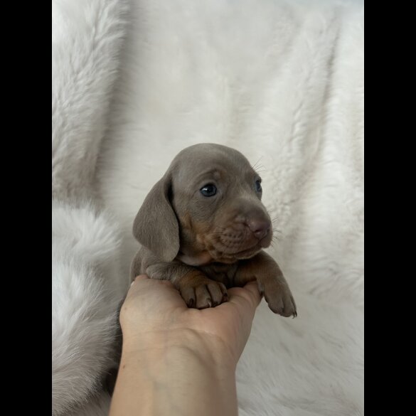 Dachshund (Standard &amp; Miniature) - Both