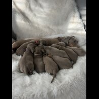 Dachshund (Standard &amp; Miniature) - Both