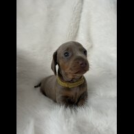 Dachshund (Standard &amp; Miniature) - Both