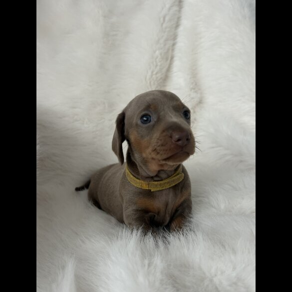 Dachshund (Standard &amp; Miniature) - Both