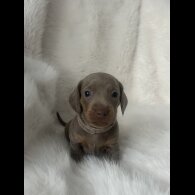 Dachshund (Standard &amp; Miniature) - Both