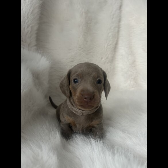 Dachshund (Standard &amp; Miniature) - Both