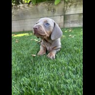 Dachshund (Standard &amp; Miniature) - Both
