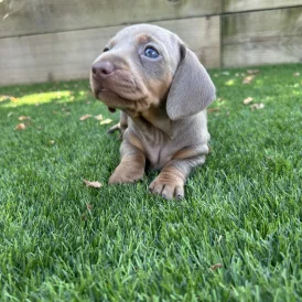 Dachshund (Standard &amp; Miniature) - Both