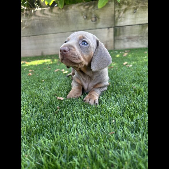 Dachshund (Standard &amp; Miniature) - Both