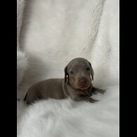 Dachshund (Standard &amp; Miniature) - Both